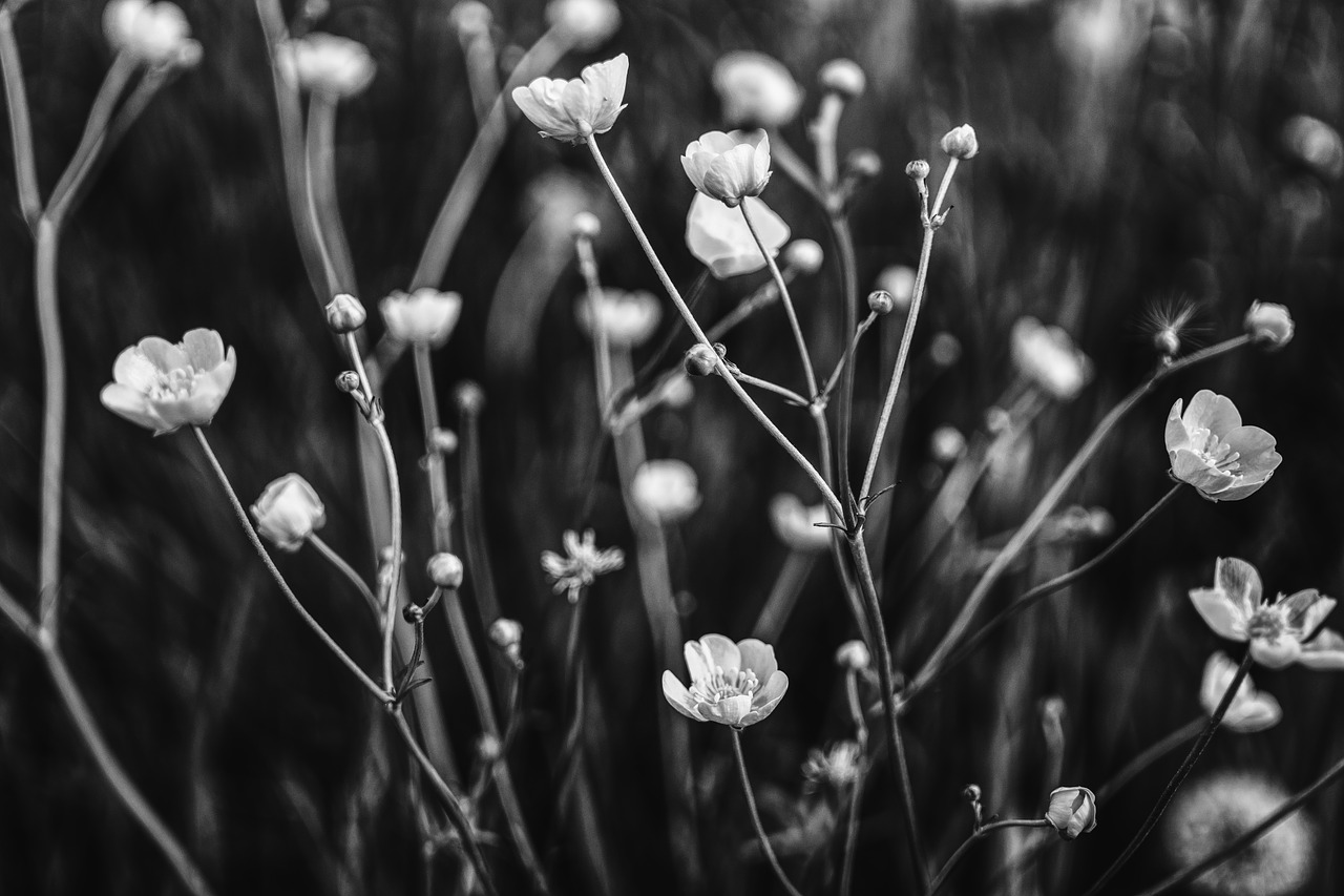 buttercup black white plant free photo