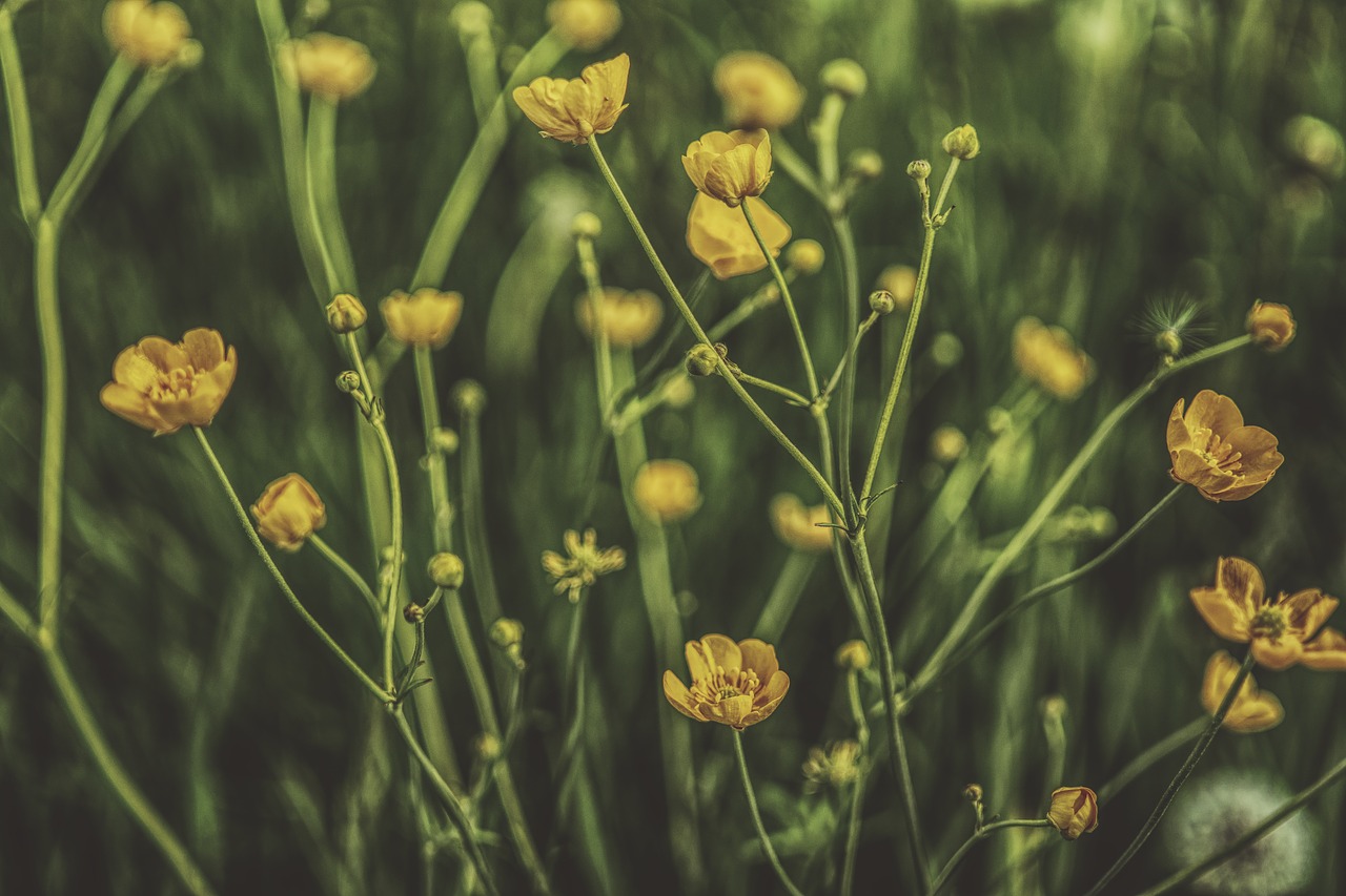 buttercup plant hahnenfußgewächs free photo