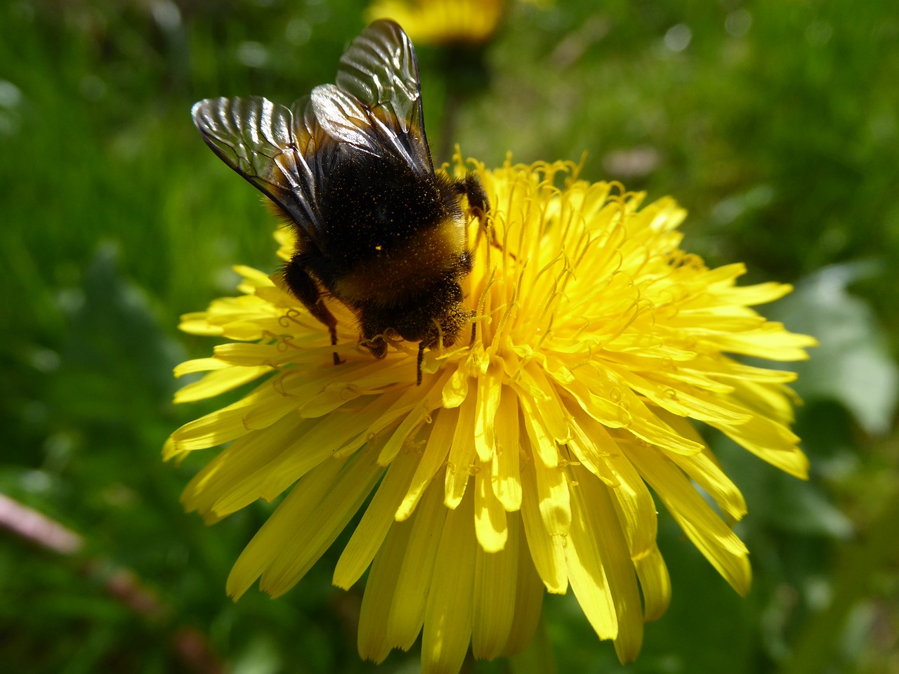 buttercup snapdragon dandelion free photo