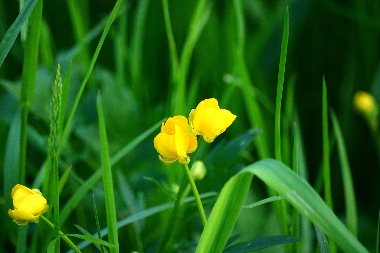 buttercup meadow close free photo