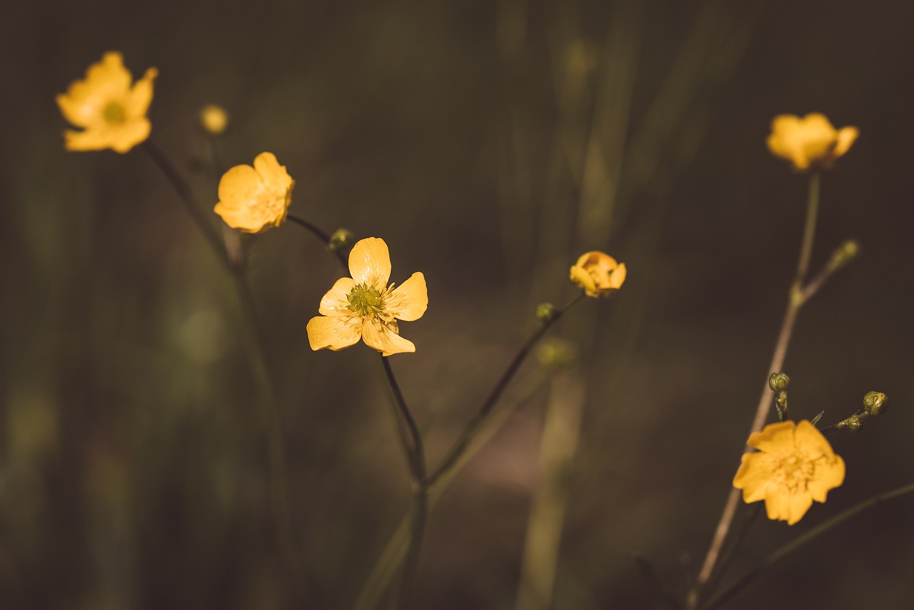 buttercup yellow pointed flower free photo