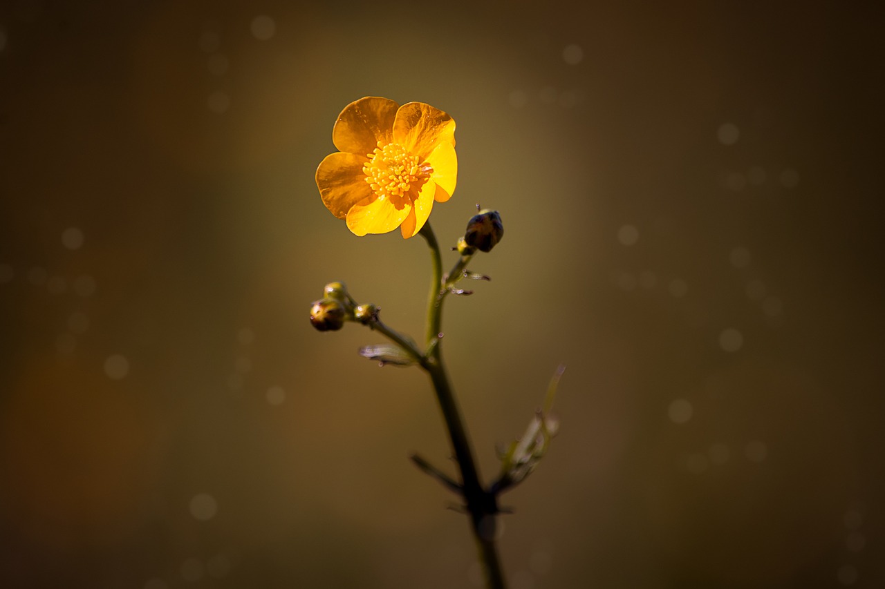 buttercup flower hahnenfußgewächs free photo