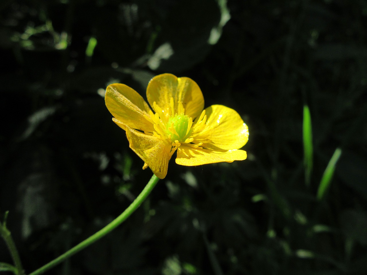 buttercup yellow blo free photo