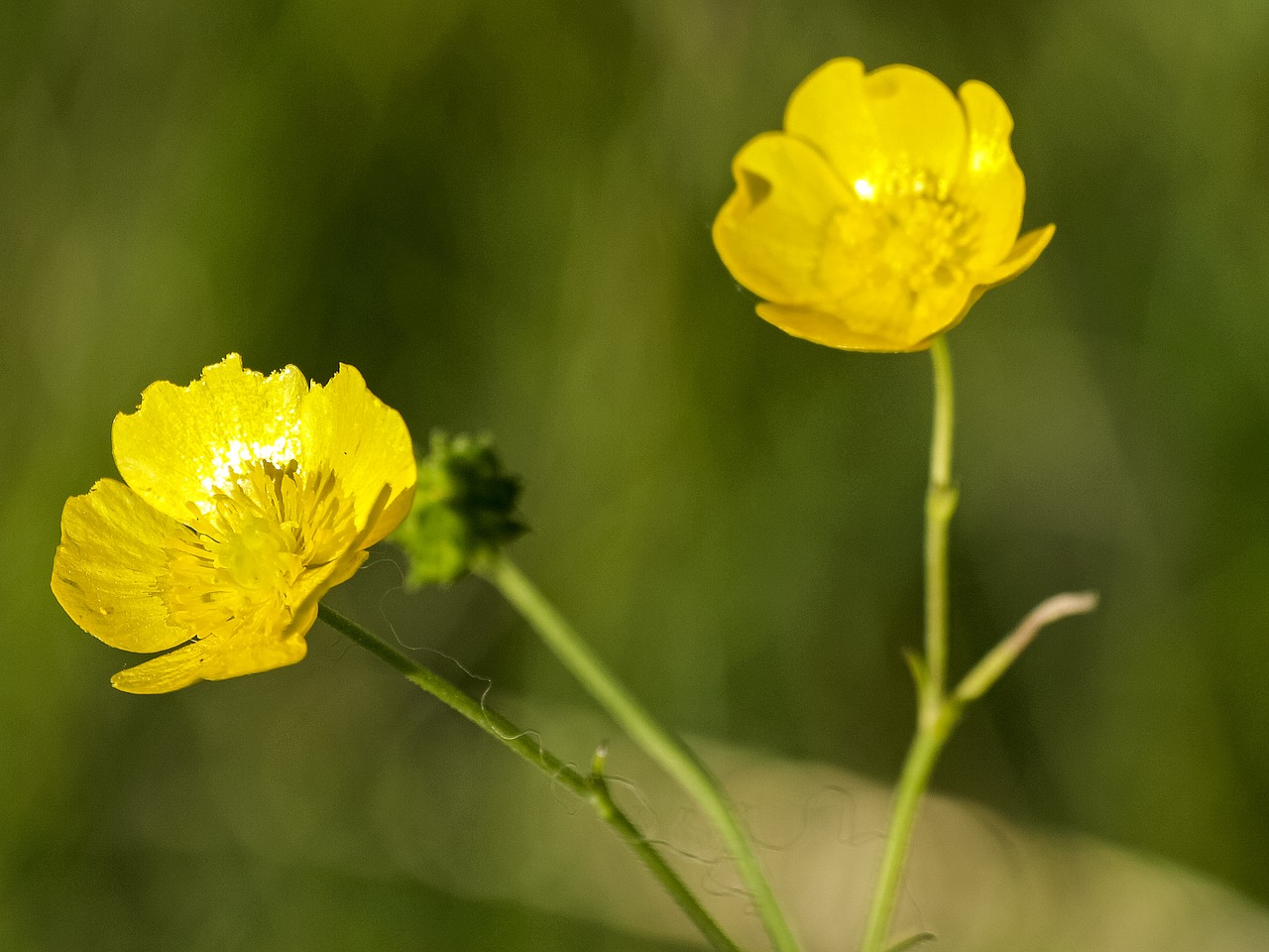 buttercup flower blossom free photo