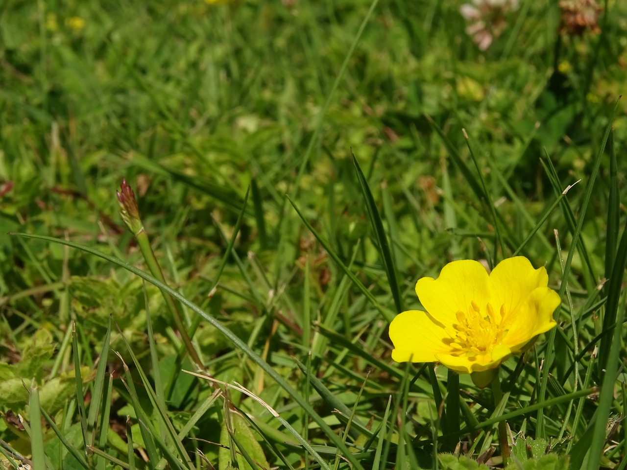 buttercup gold flower free photo