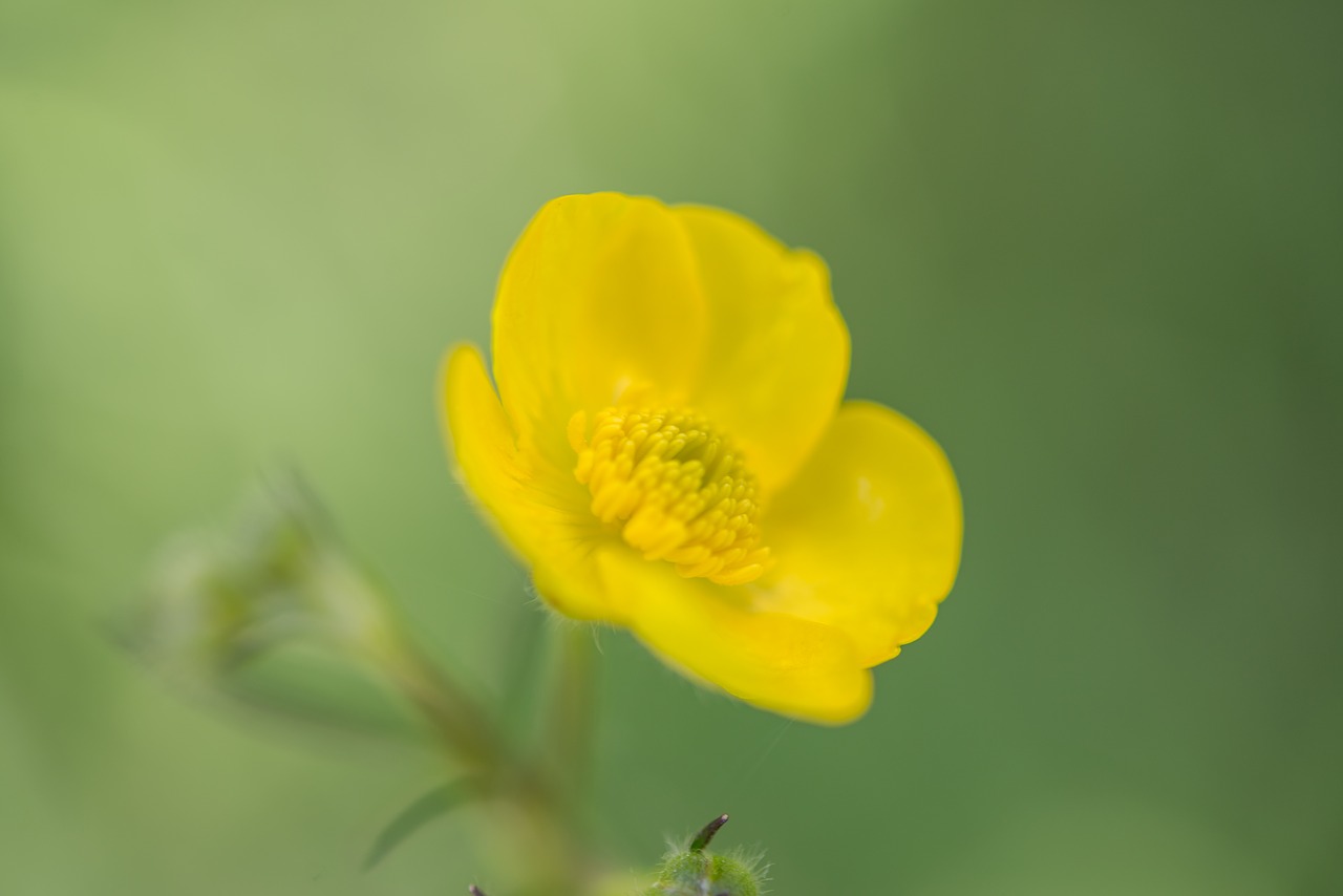 buttercup flower blossom free photo