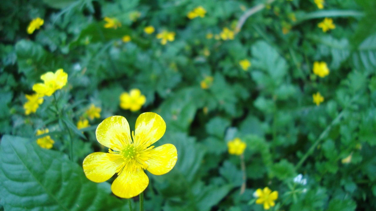 buttercup yellow flower plant free photo
