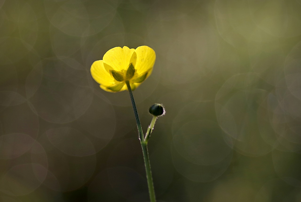buttercup yellow flower free photo
