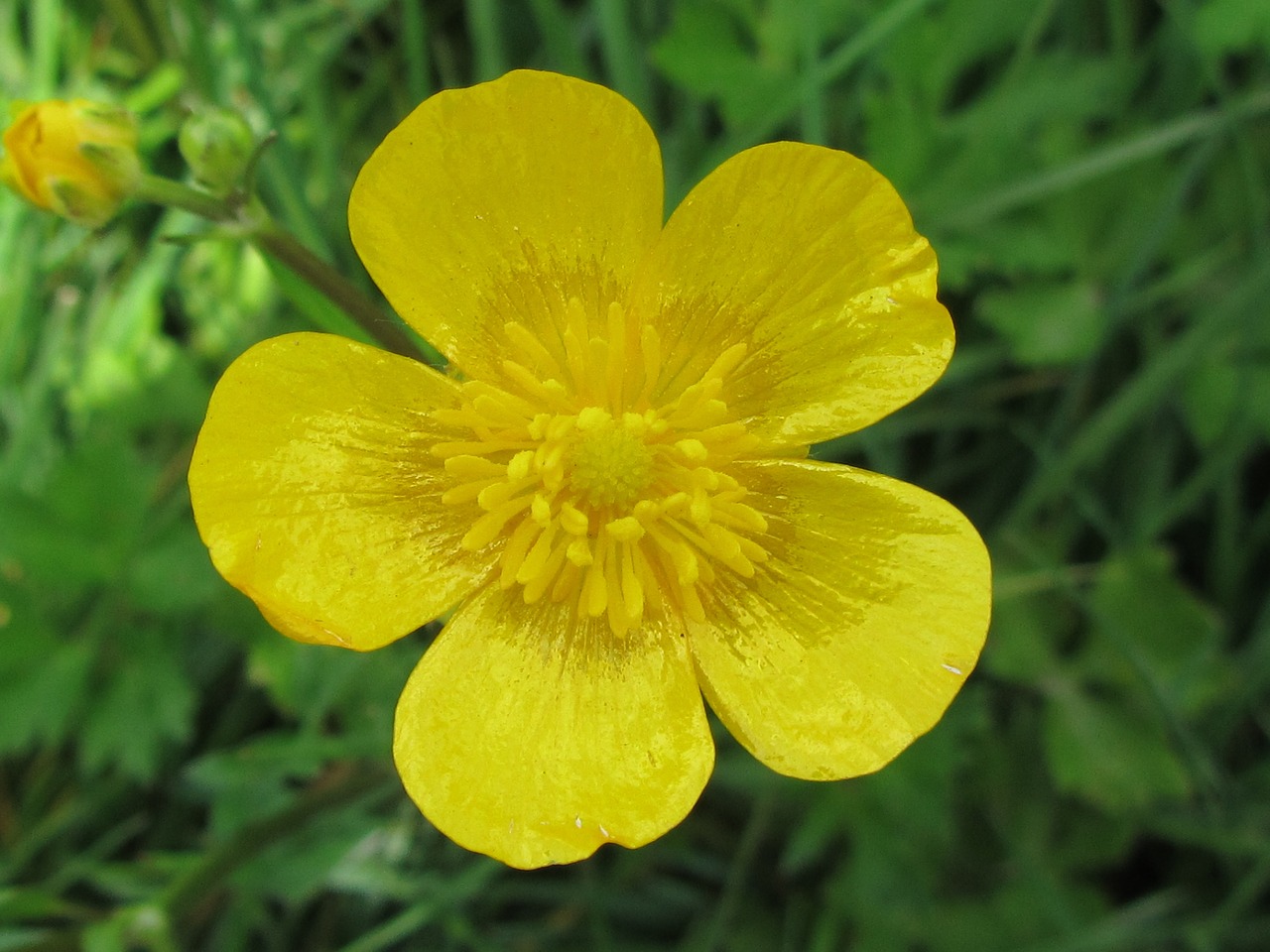 buttercup flower nature free photo