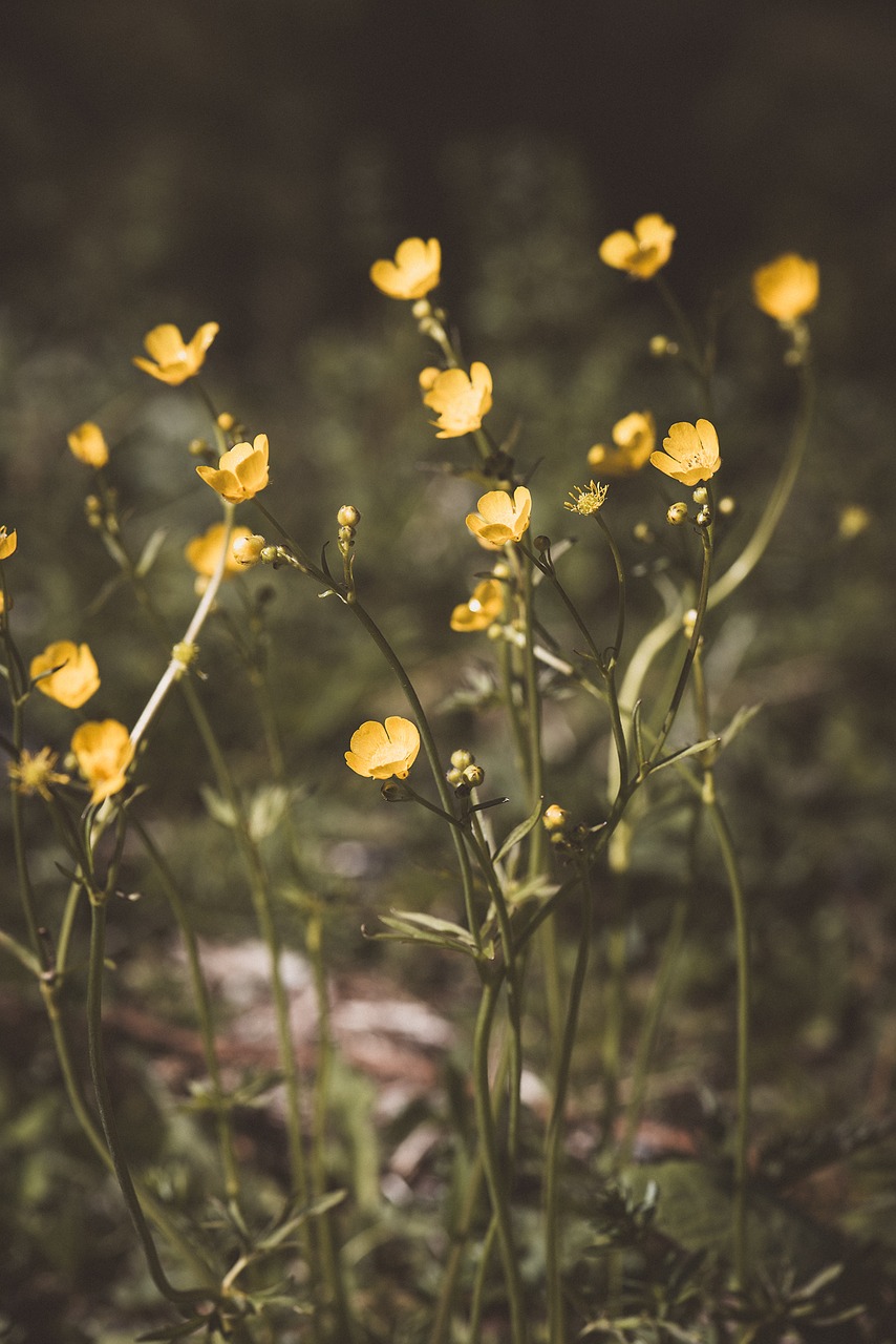 buttercup  ranunculus  arable-buttercup free photo