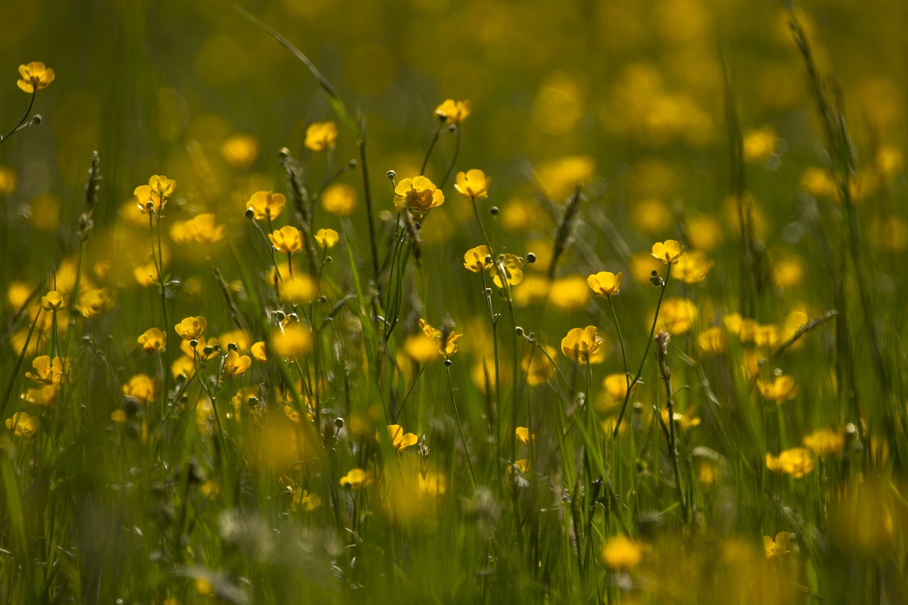 buttercup  ranunculus  field of flowers free photo