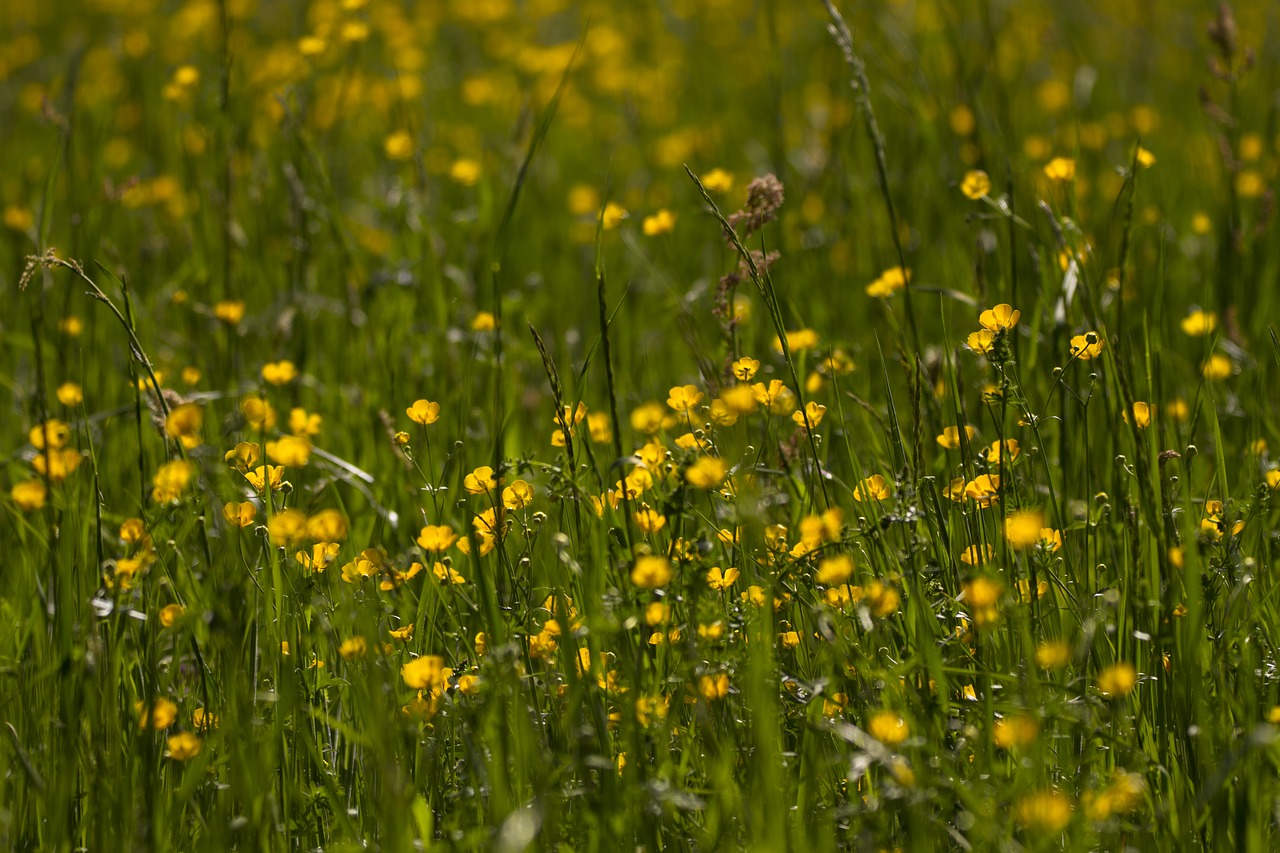 buttercup  ranunculus  field of flowers free photo