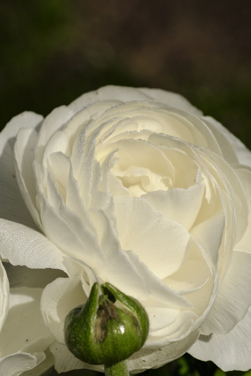 buttercup  ranunculus  blossom free photo