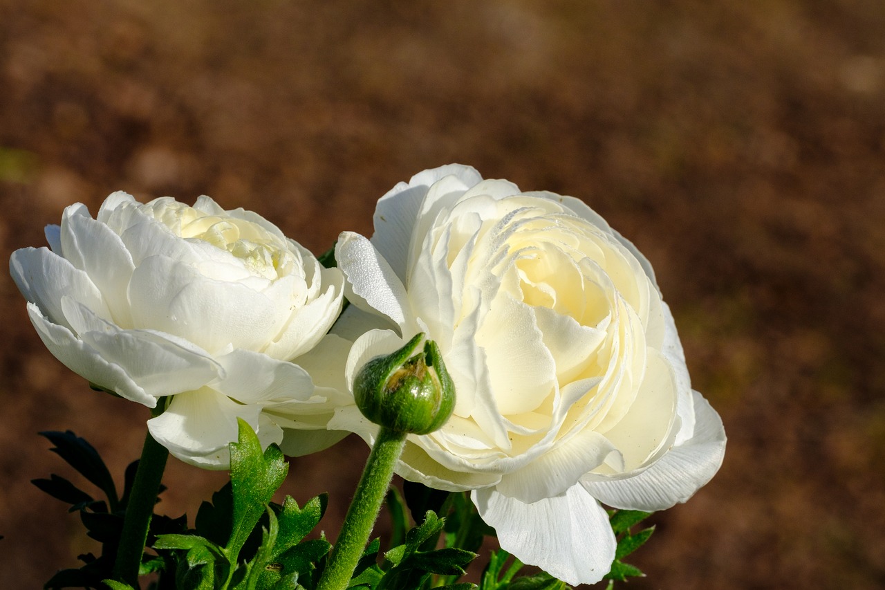 buttercup  ranunculus  blossom free photo