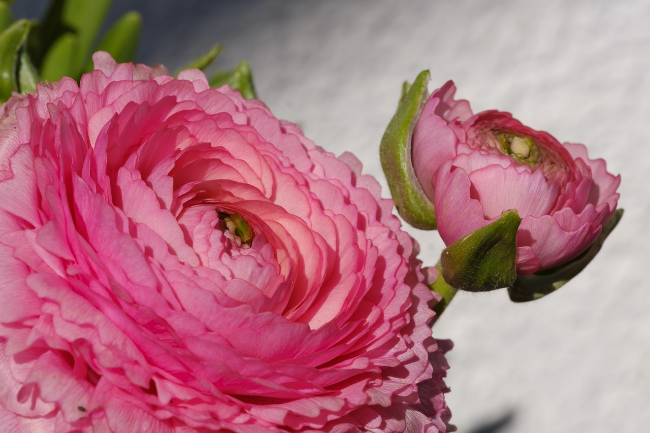 buttercup  ranunculus  blossom free photo