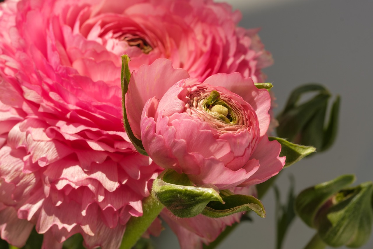 buttercup  ranunculus  blossom free photo