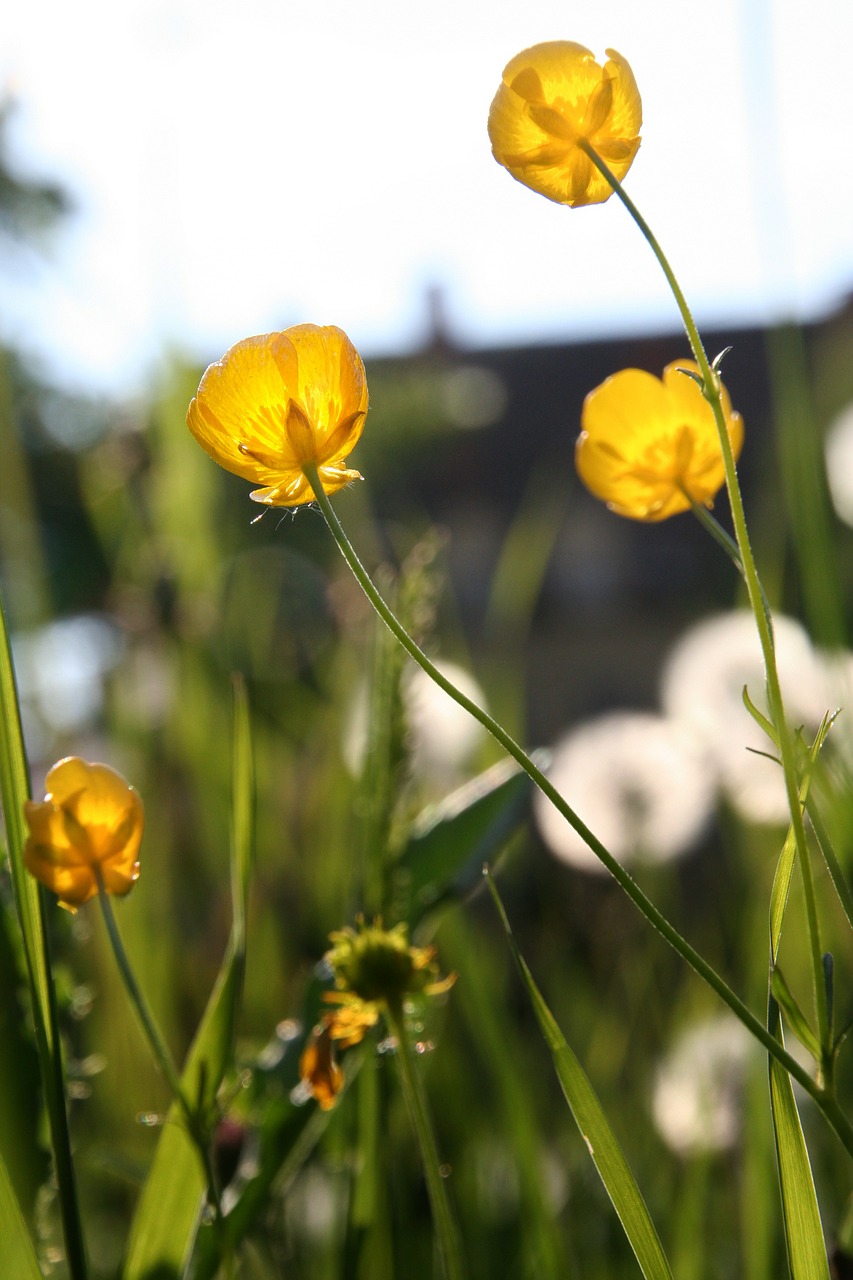 buttercup dandelion yellow free photo