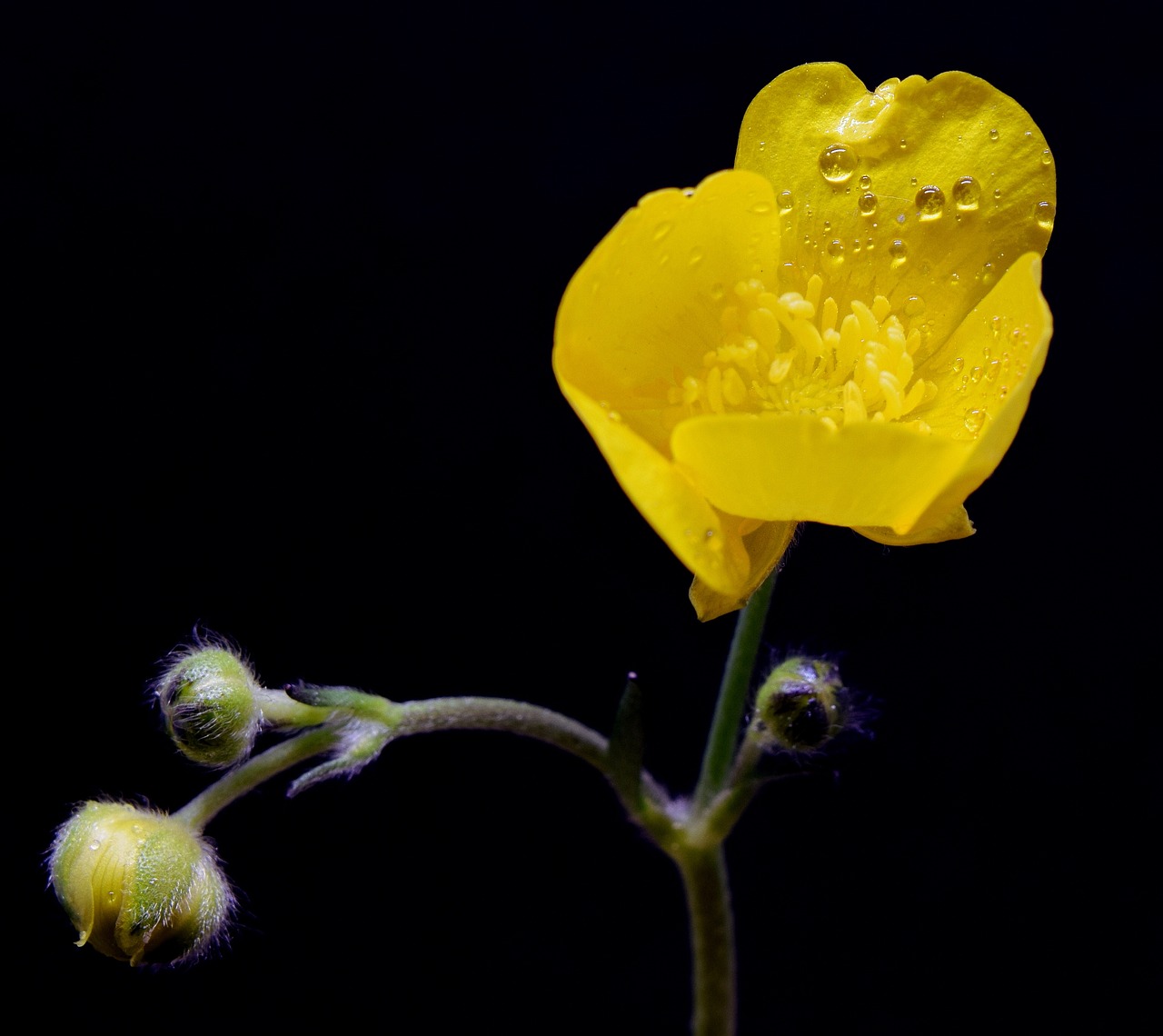 buttercup  yellow flower  flower head free photo
