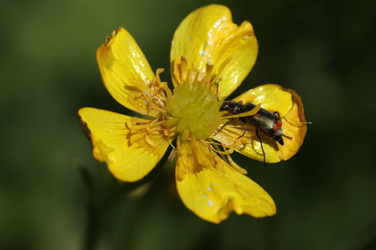 buttercup  beetle  little free photo