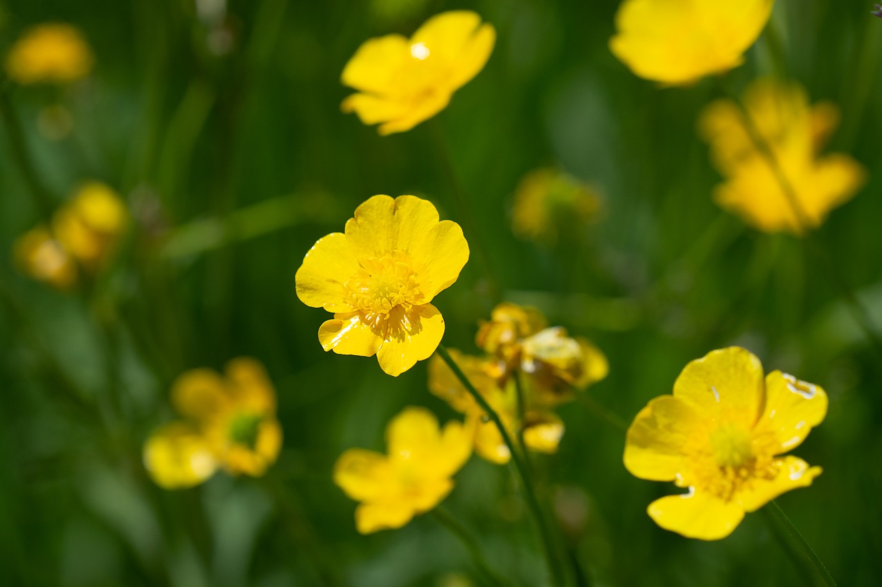 buttercup  yellow  flowers free photo