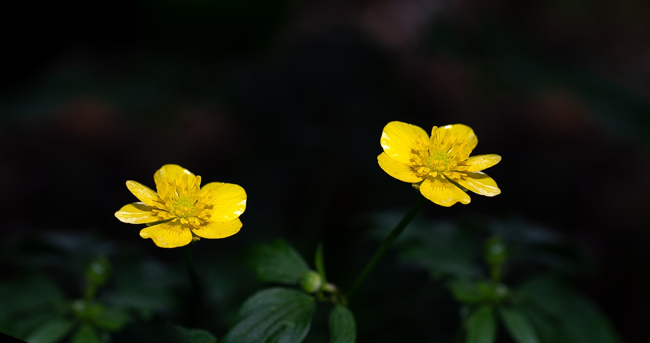buttercup  yellow  flower free photo