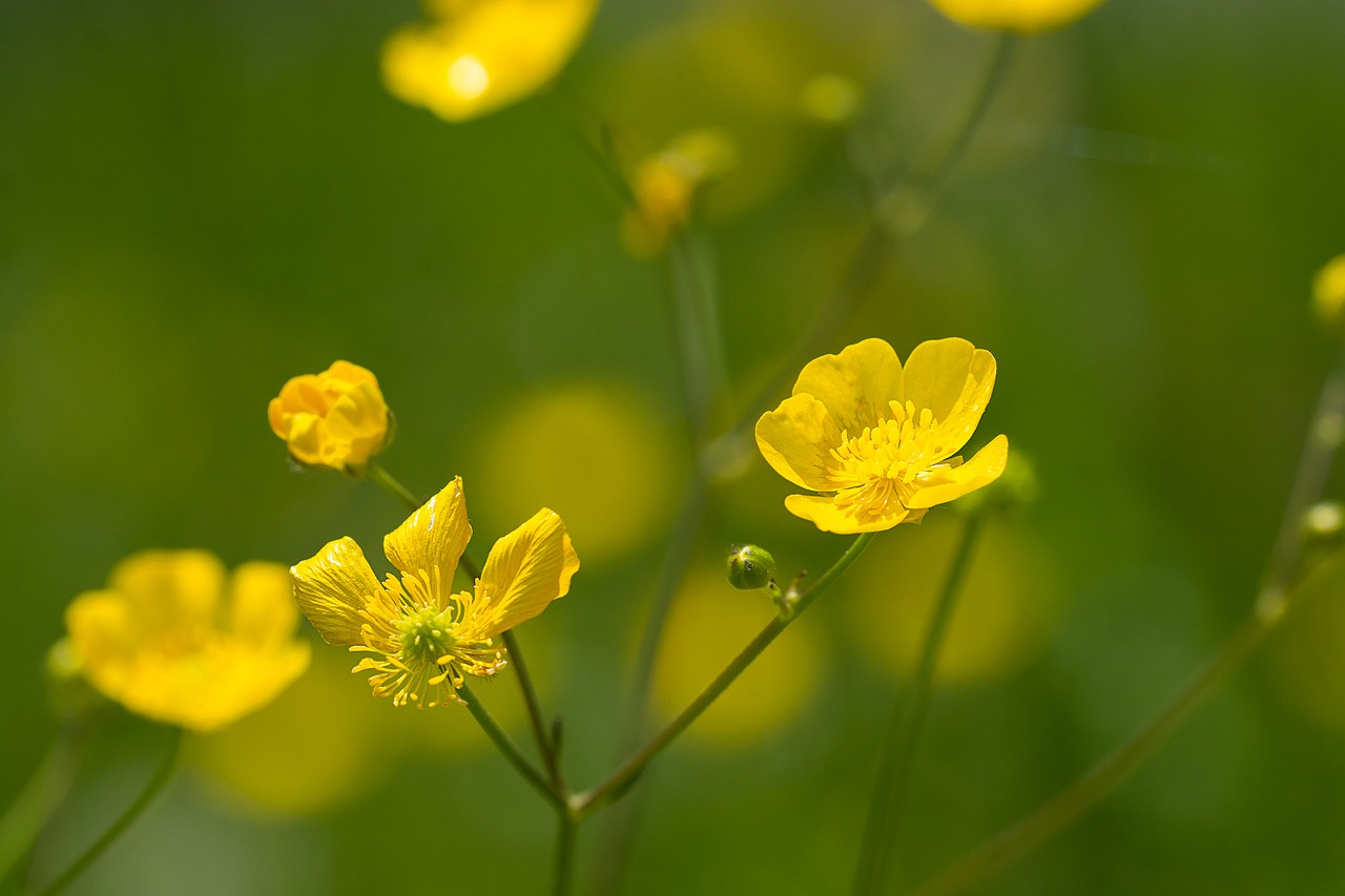 buttercup  yellow  toxic free photo