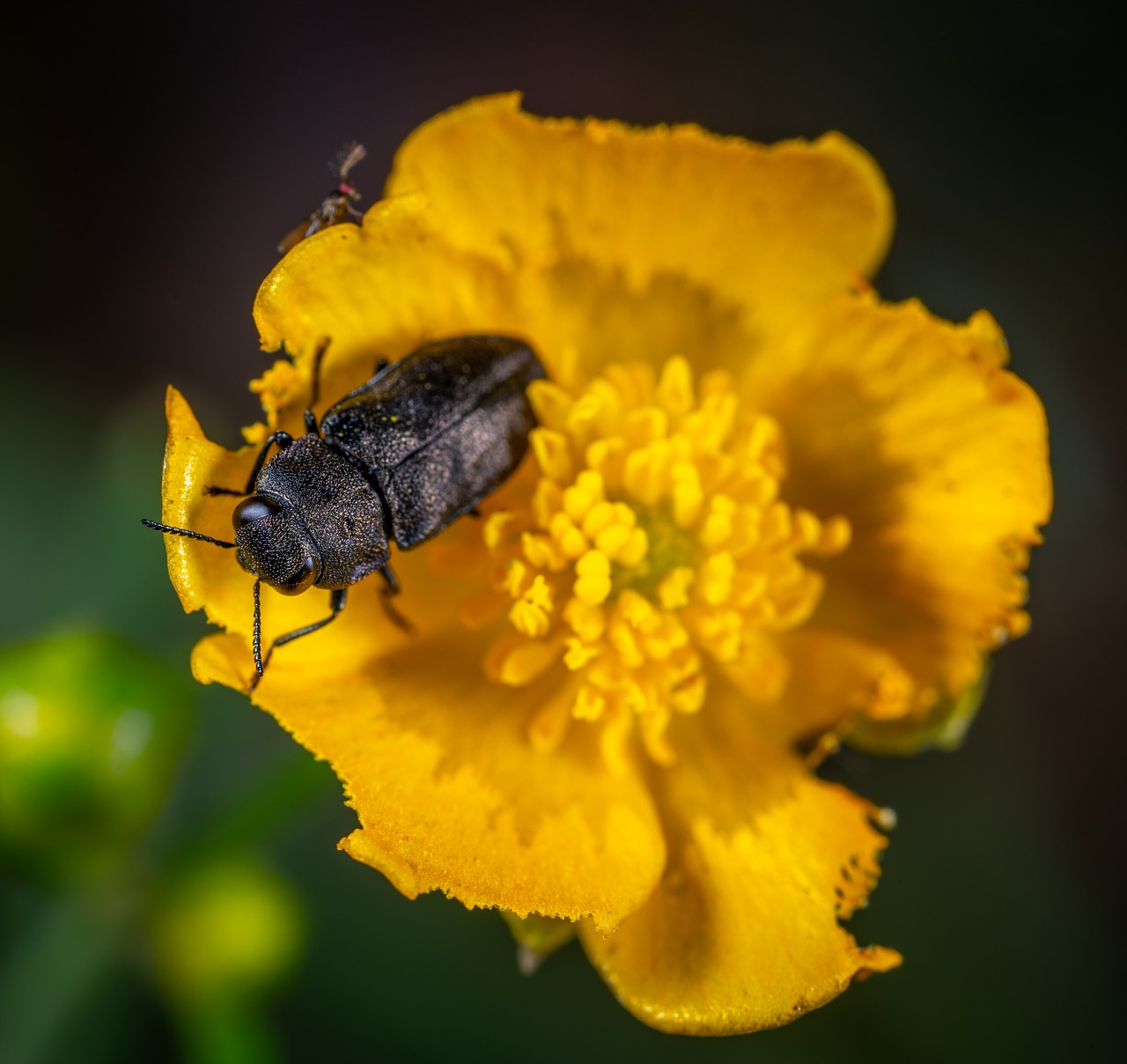 buttercup  beetle  yana free photo