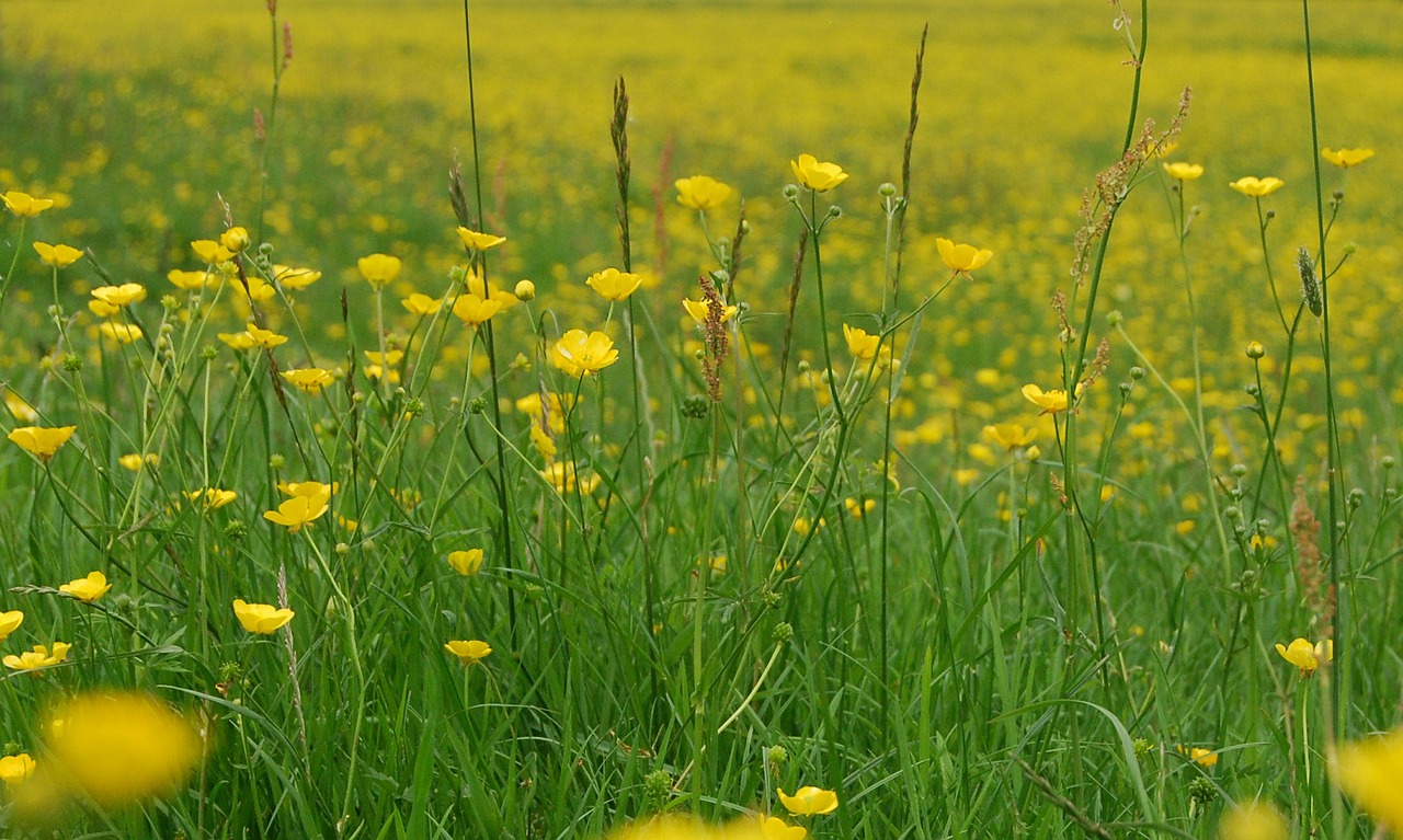 buttercup ranunculus meadow free photo
