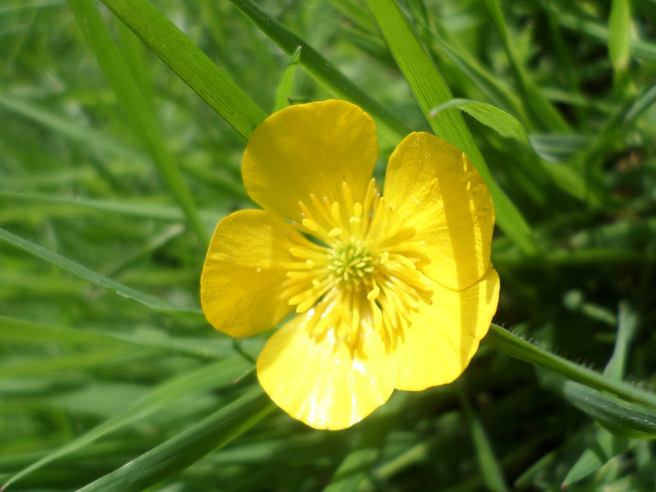 buttercup yellow meadow free photo