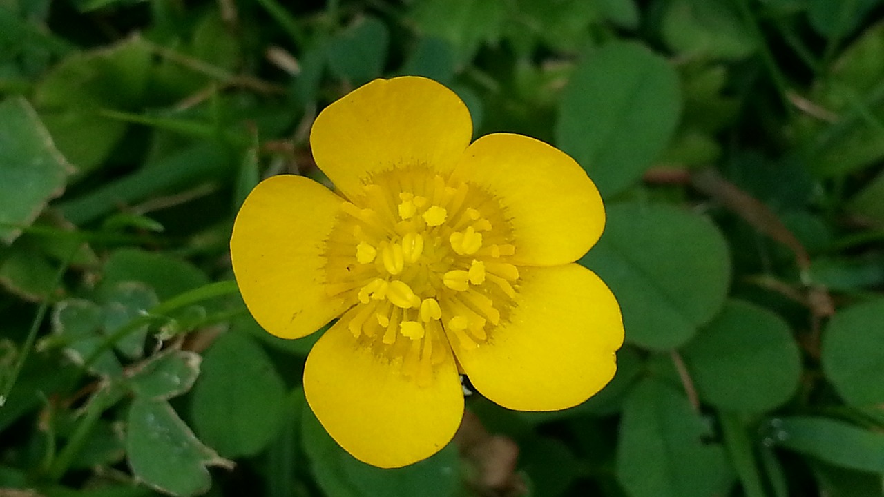 buttercup pointed flower yellow free photo