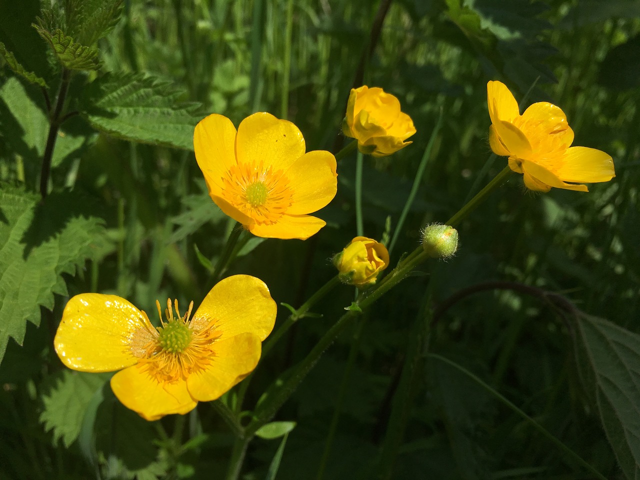 buttercup  flower  nature free photo