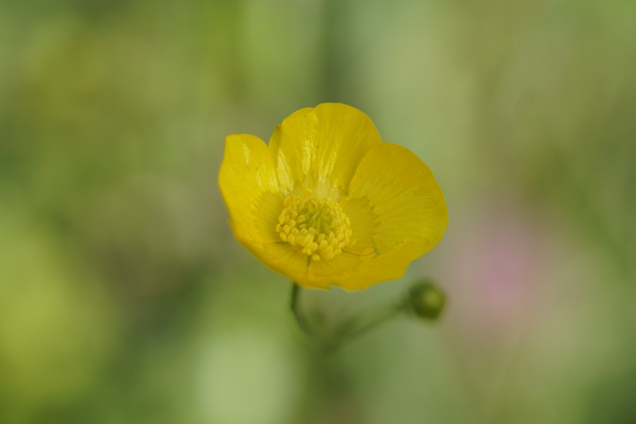 buttercup blossom bloom free photo