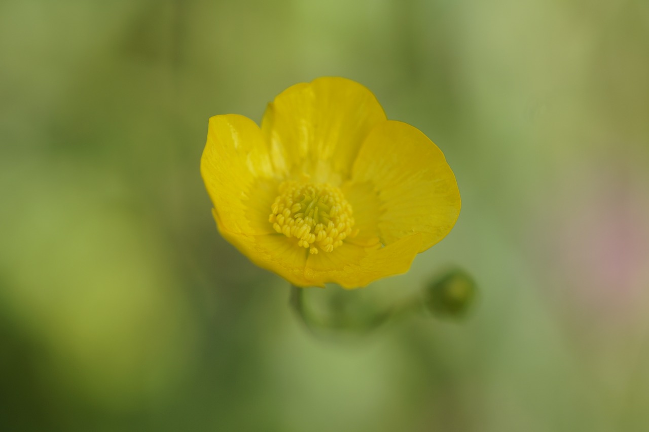 buttercup yellow flower free photo