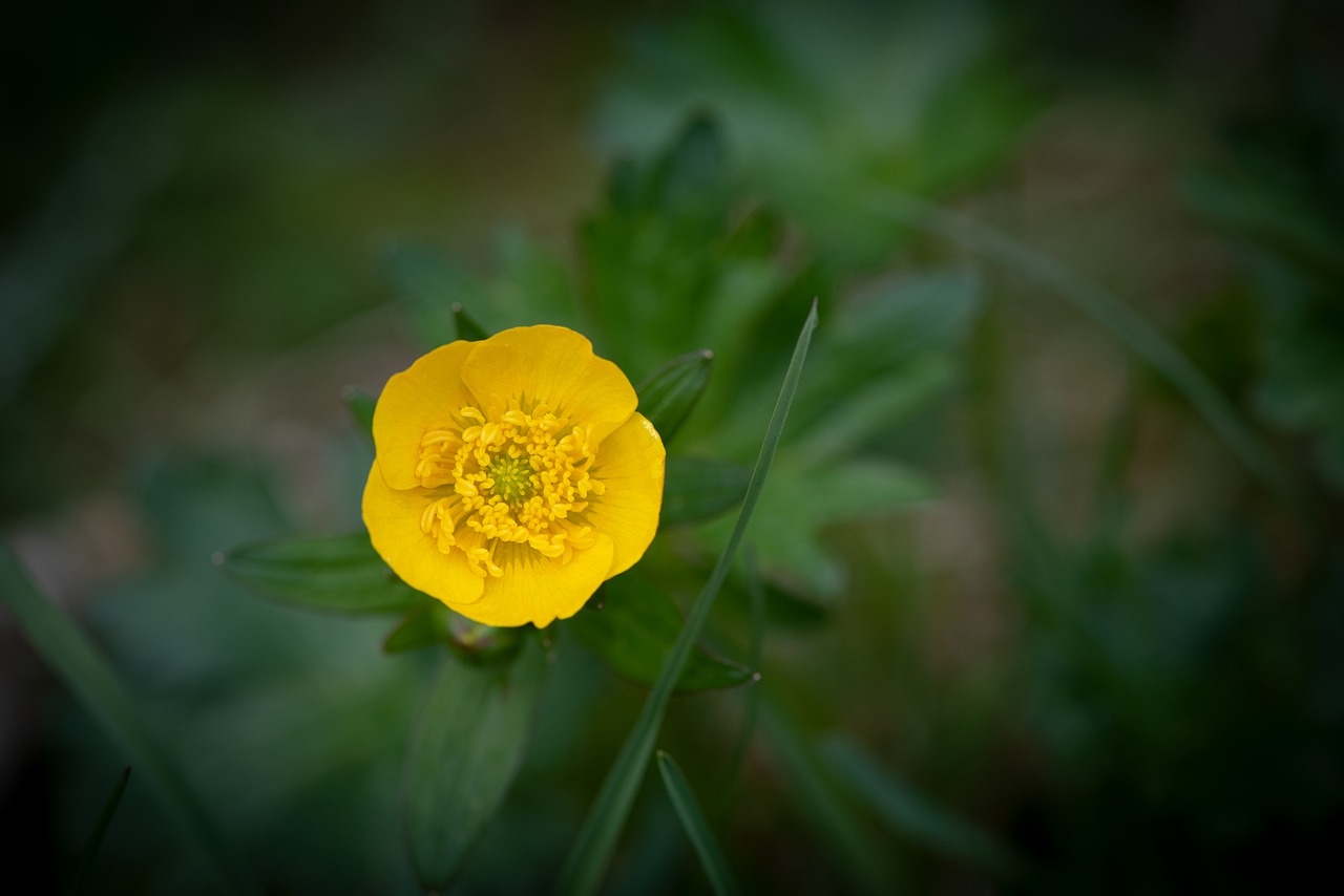 buttercup  yellow  toxic free photo