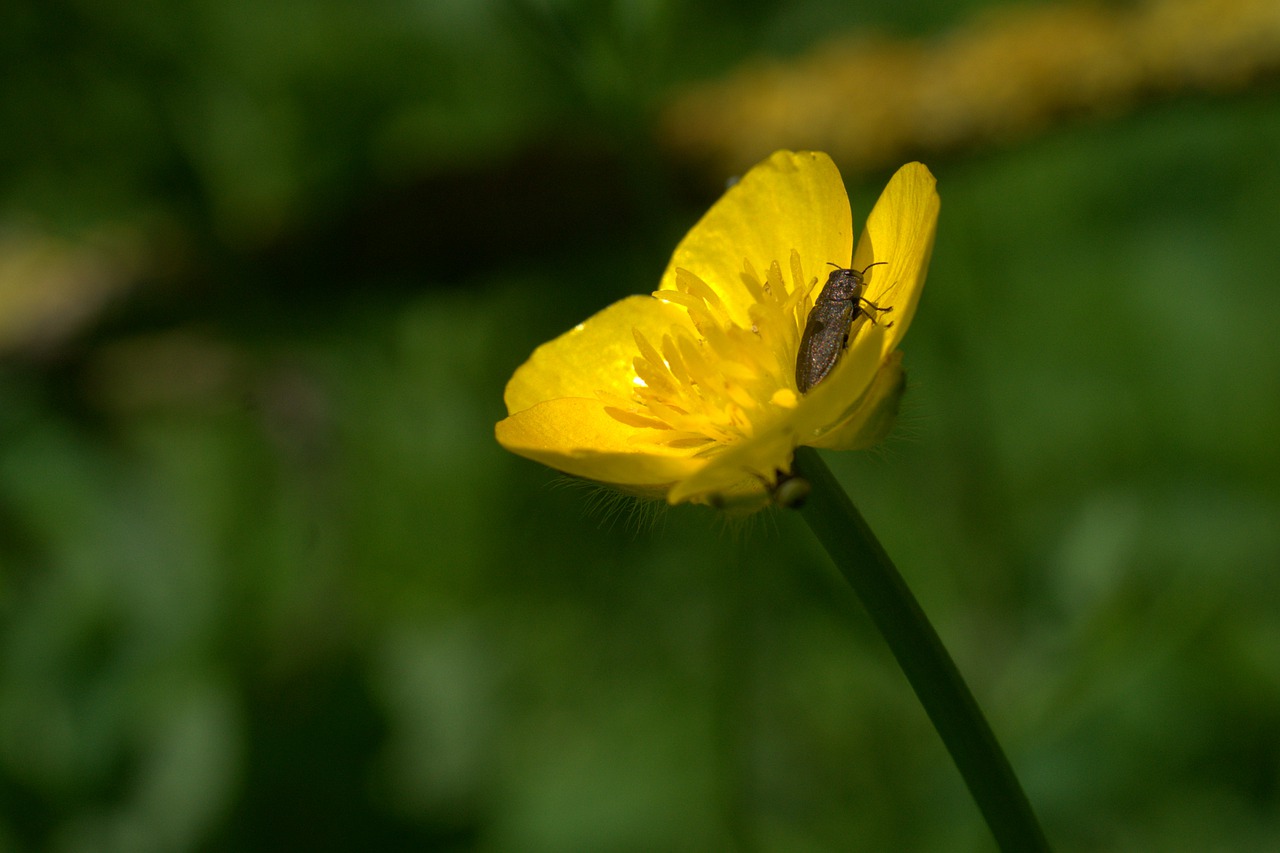 buttercup  flower  yellow free photo