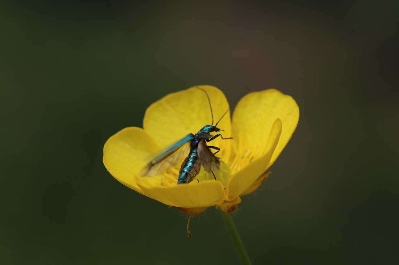 buttercup  insect  nature free photo
