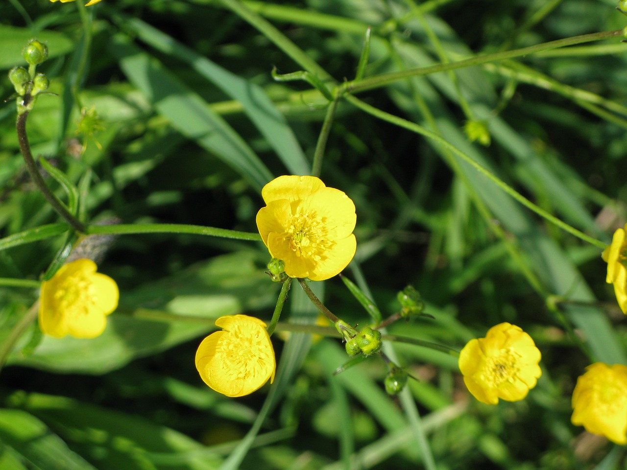 buttercup yellow meadow free photo