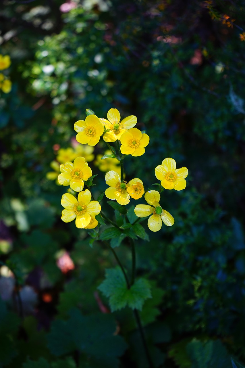 buttercup flower blossom free photo