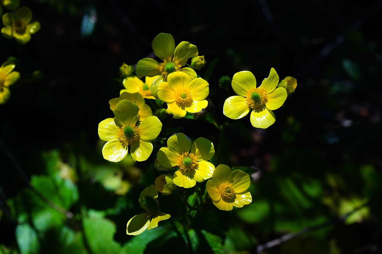 buttercup flower blossom free photo