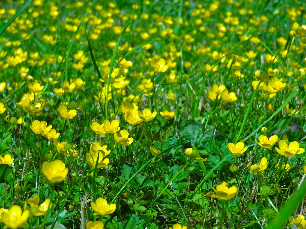 buttercup flower meadow meadow free photo