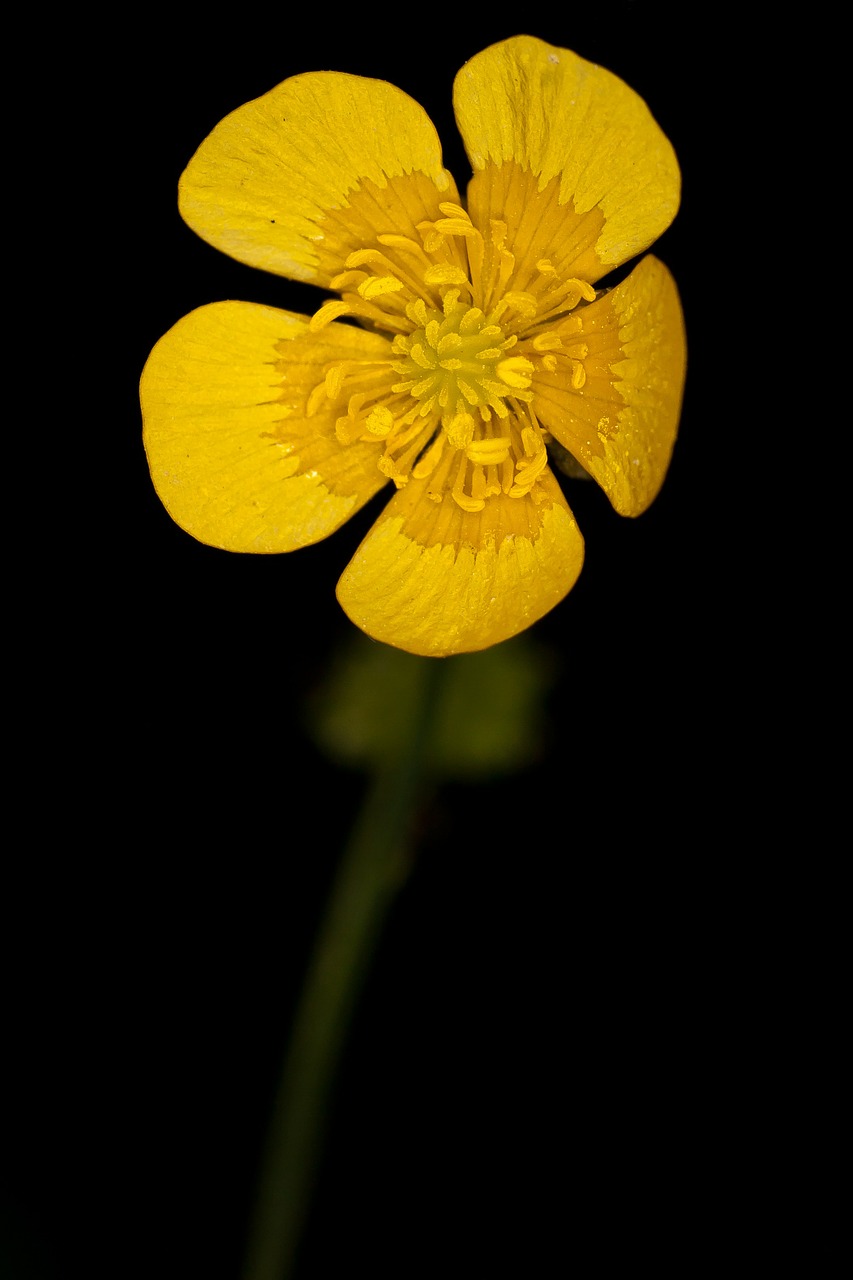 buttercup flower yellow free photo