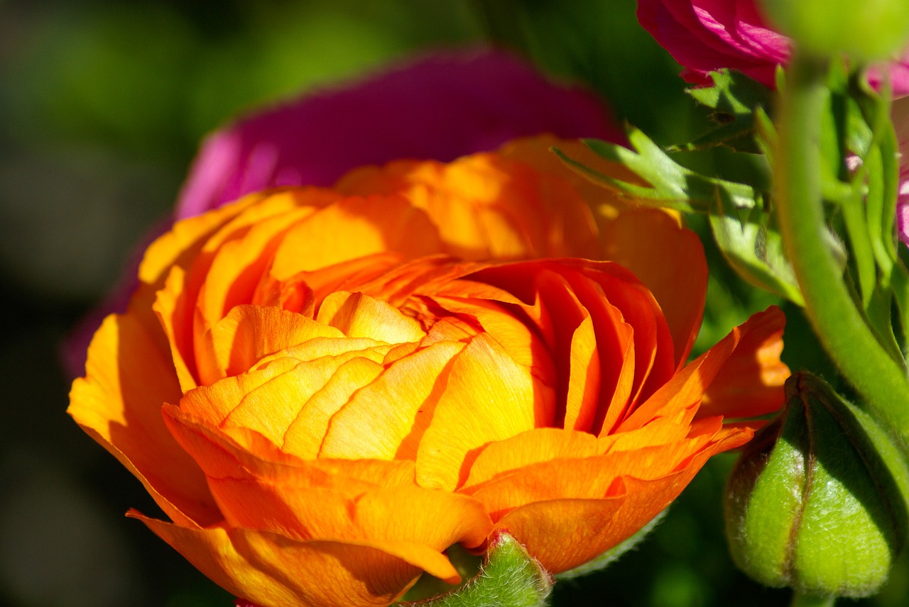 buttercup flower petals free photo