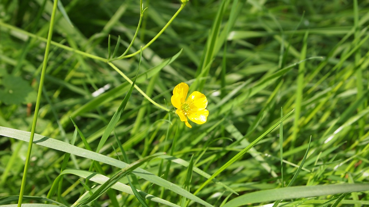 buttercup grass yellow free photo