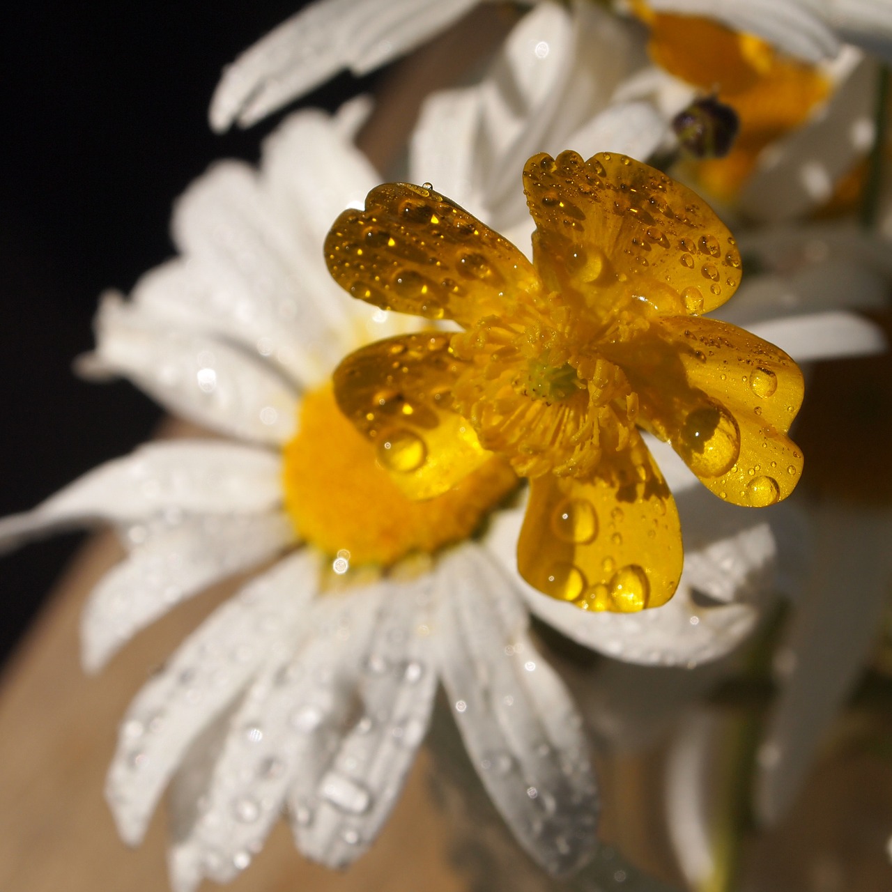 buttercup margriet rain free photo