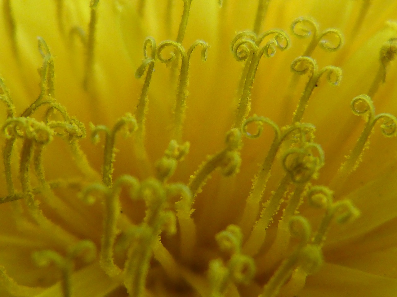 buttercup dandelion yellow free photo