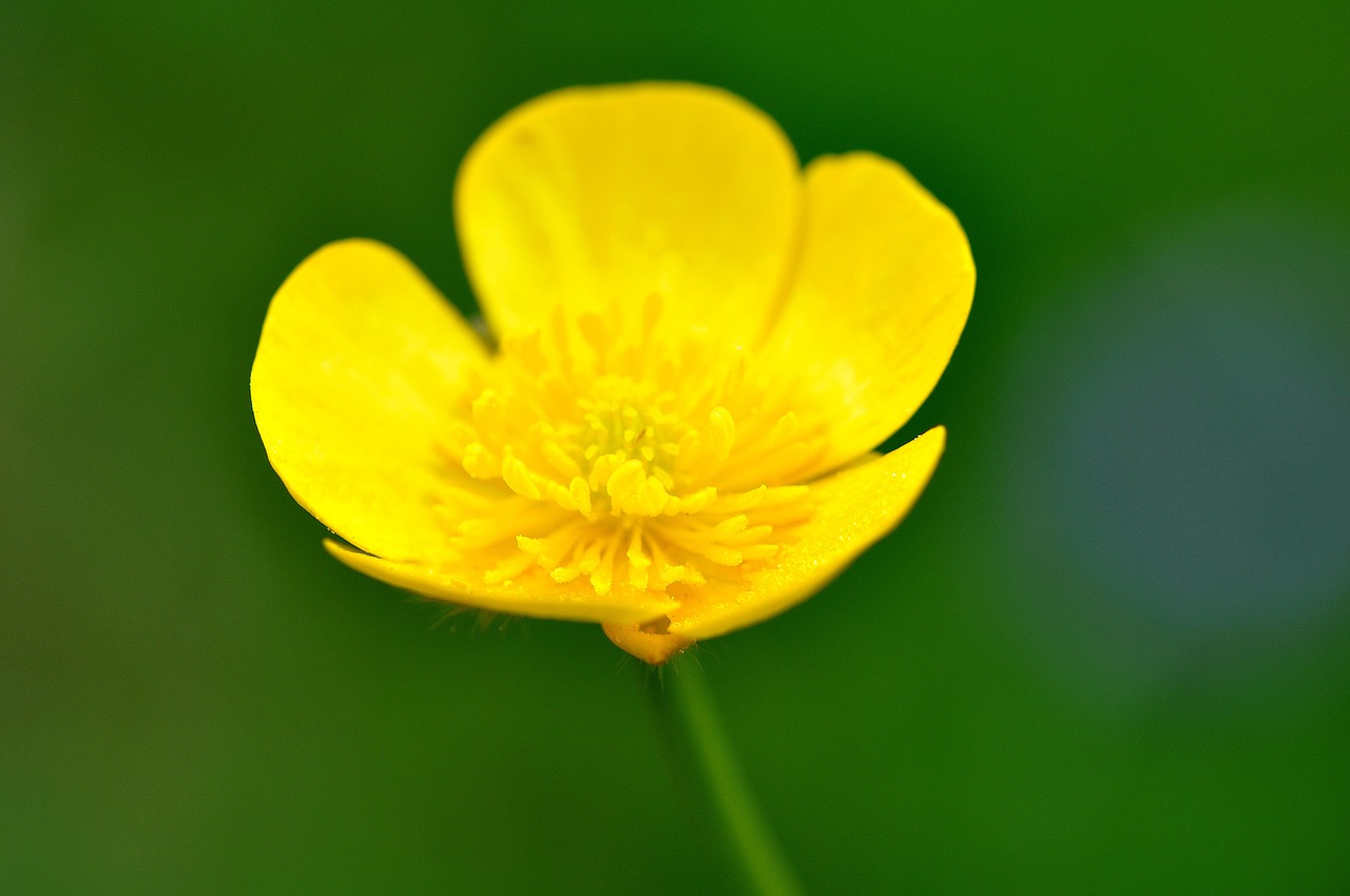 buttercup plant weed free photo
