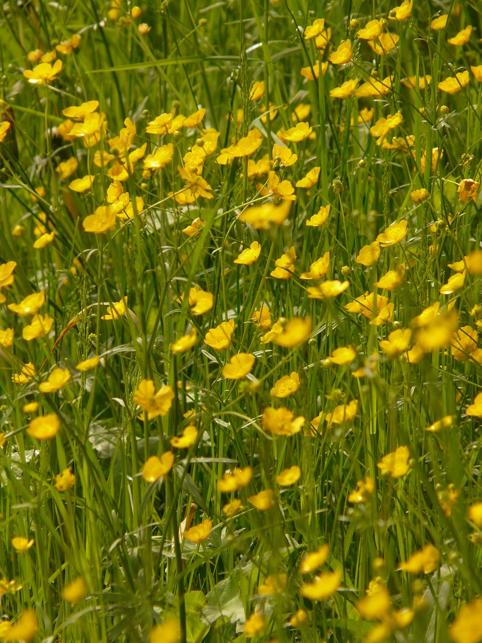 buttercup meadow pointed flower free photo