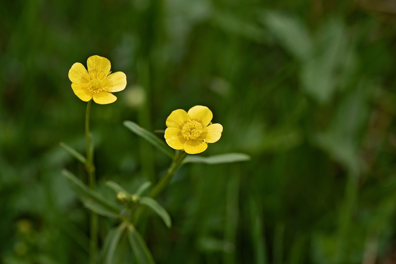 buttercup plant weed free photo