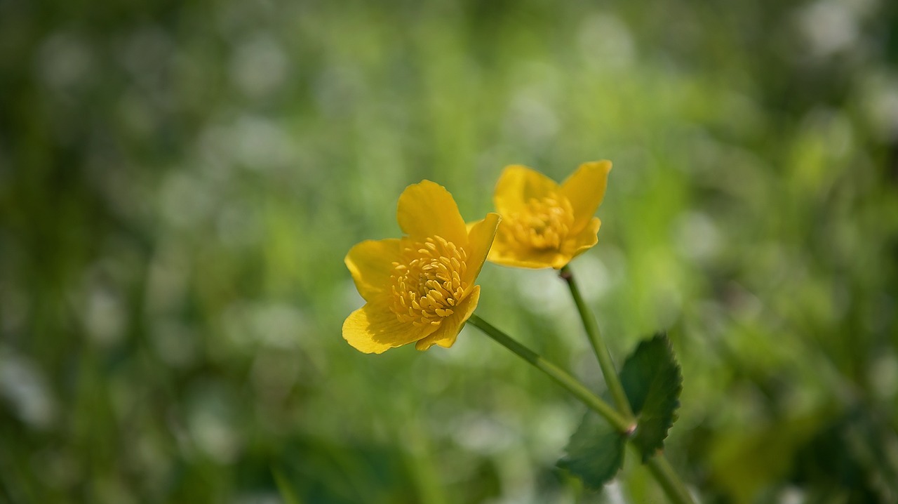 buttercup plant weed free photo
