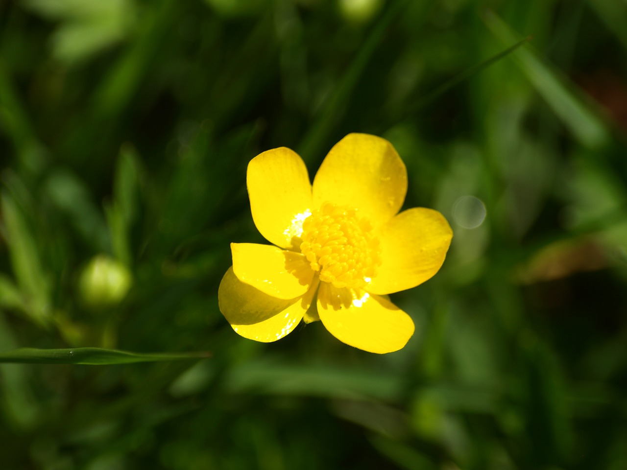 buttercup yellow blossom free photo